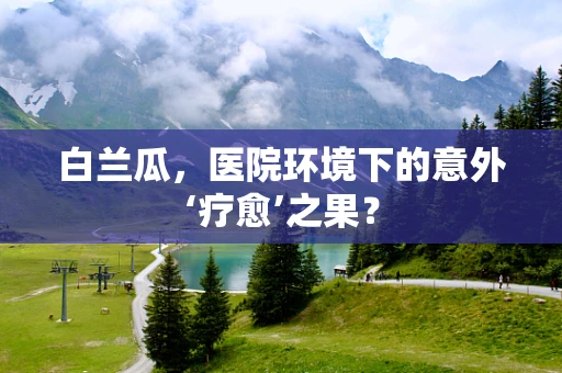 白兰瓜，医院环境下的意外‘疗愈’之果？