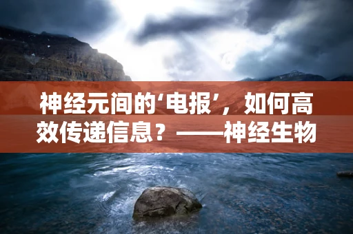 神经元间的‘电报’，如何高效传递信息？——神经生物学视角下的神经元通讯机制