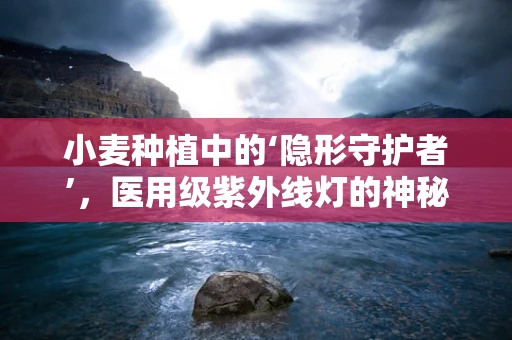 小麦种植中的‘隐形守护者’，医用级紫外线灯的神秘作用？